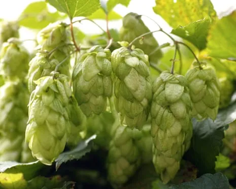 Create A Custom Brewing Corner: Nurturing Hops Proves to Be Easy and Fulfilling