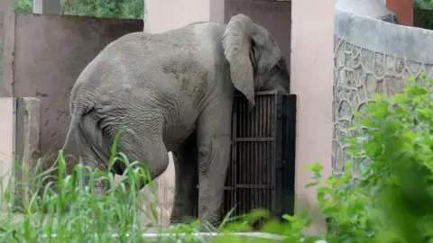 Isolated Life and Demise of Delhi’s Sole Elephant from Africa